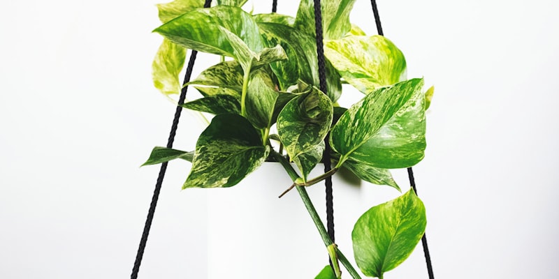 英超关键战进球瞬间 - 球员凌空抽射，守门员奋力扑救